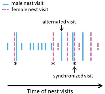 Rearing Success Does Not Improve With Apparent Pair Coordination in Offspring Provisioning